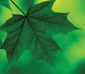 Green leaf illustrating sustainable architectural coating solutions